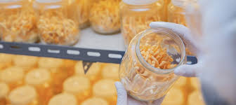 Cordyceps Premium