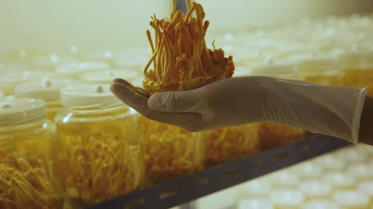 Cordyceps Premium
